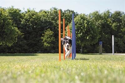 Produktbild Trixie Fun Agility Slalom (Agility)
