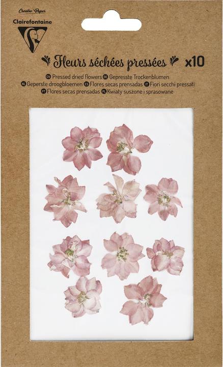 Clairefontaine Trockenblumen Rosa (Trockenblumen)