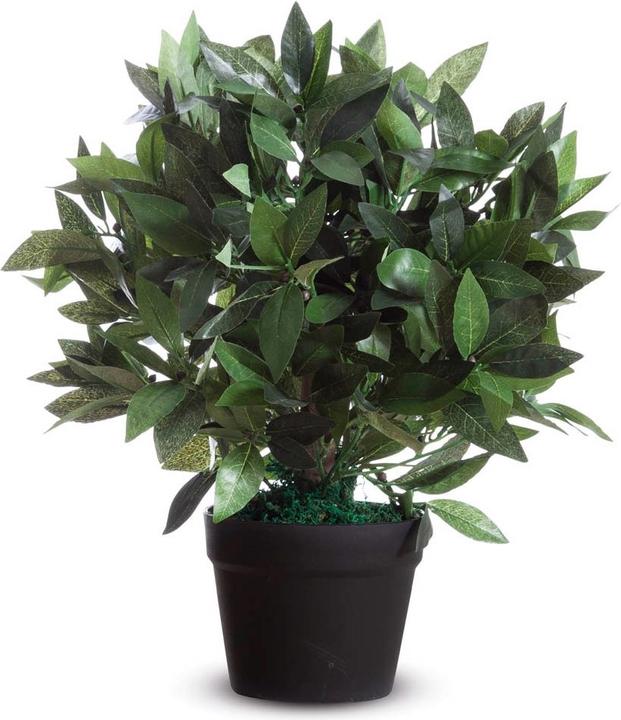 Actual product image Paperflow Laurel (50 cm)