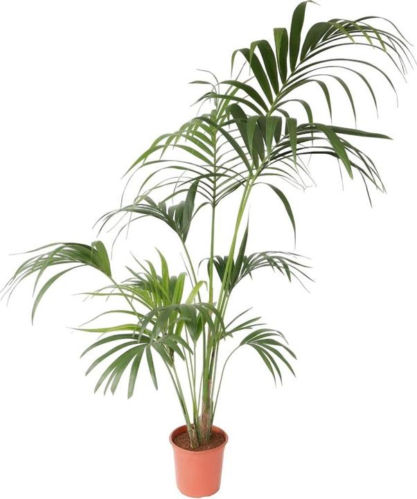 Image du produit Plant in a Box Howea forsteriana - Palmier Kentia (170 cm)