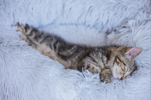 Immagine prodotto Beeztees Vuoto (Gatto)