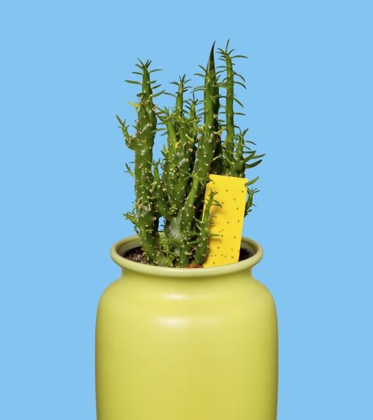 Actual product image Windhager Yellow sticky trap