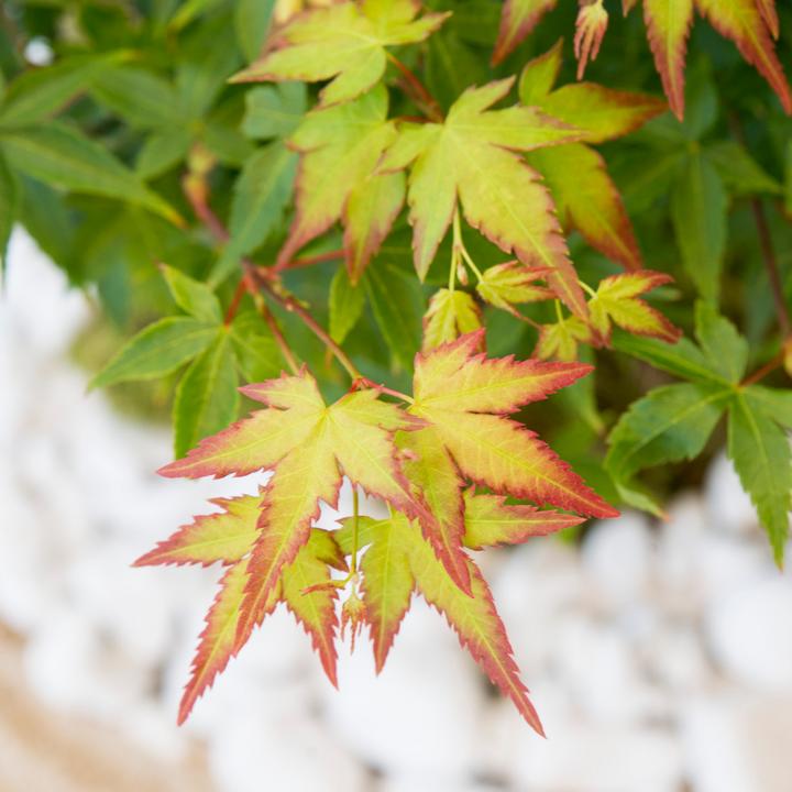 Actual product image Plant in a Box Acer palmatum 'Little Princess' - Japanese maple (45 cm)