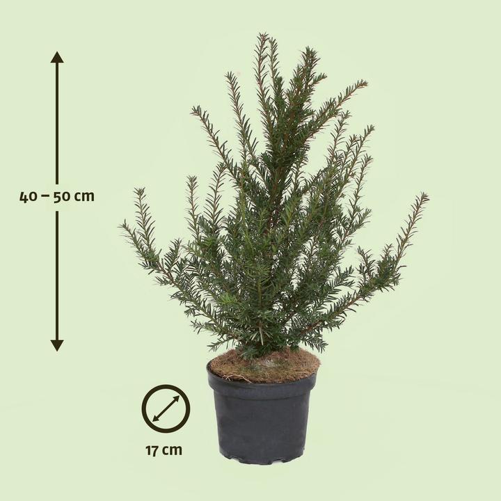 Produktbild Zulauf Gemeine Eibe / Taxus baccata (50 cm)