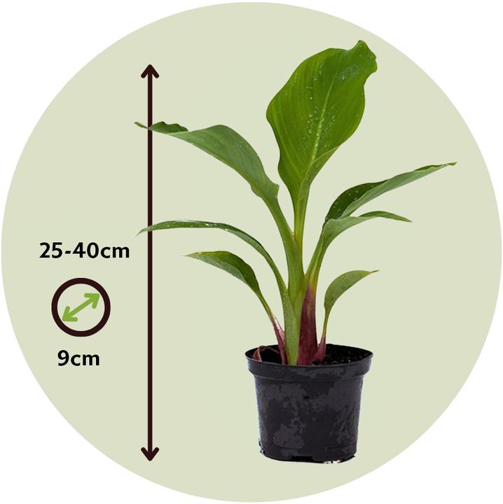 Produktbild Plant in a Box Musella lasiocarpa - (25 cm)