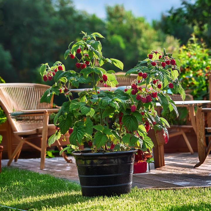 Actual product image Plant in a Box Rubus idaeus Malling Promise - set of 2 raspberry plants (50 cm)
