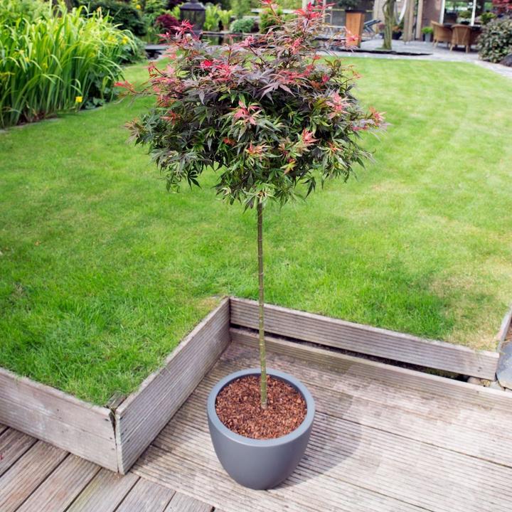 Image du produit Plant in a Box Acer palmatum 'Shaina' - Érable du Japon (80 cm)