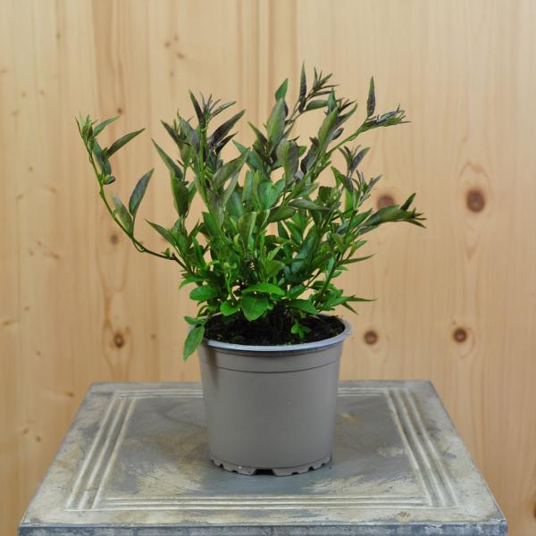 Actual product image Säntispracht Set of 4, Perfume-scented summer jasmine - Solanum jasminoides (60 cm)
