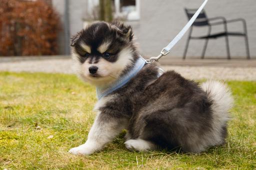 Actual product image Beeztees Harno (M, Dog, Walks)