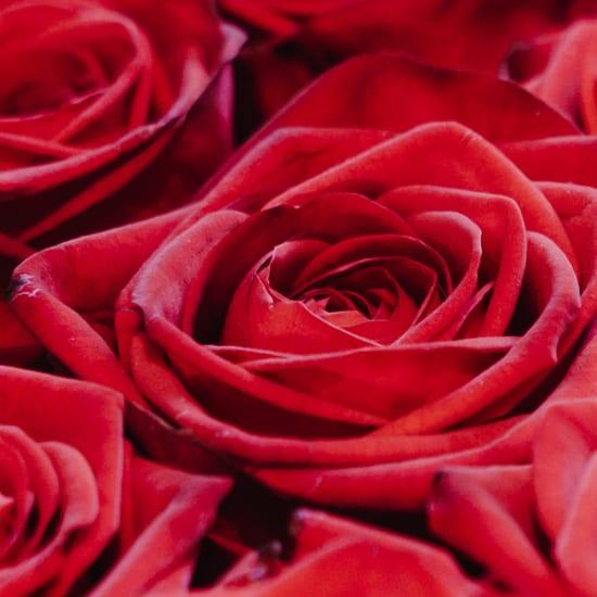 Produktbild Fleurop Strauss rote Rosen (Schnittblumen)