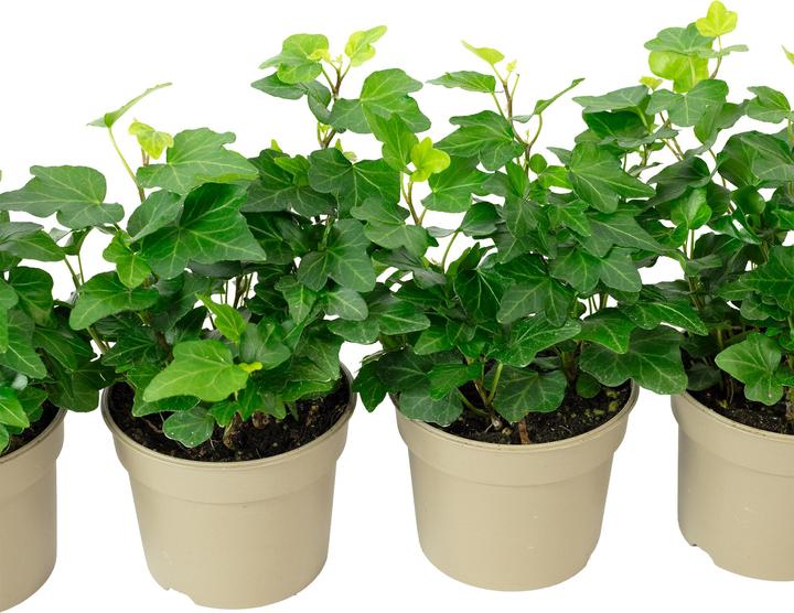 Image du produit Flowerbox Lot de 4 lierres communs - Hedera helix (15 cm)