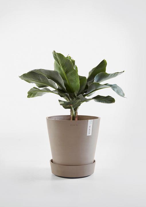 Actual product image Ecopots Saucer on Wheels