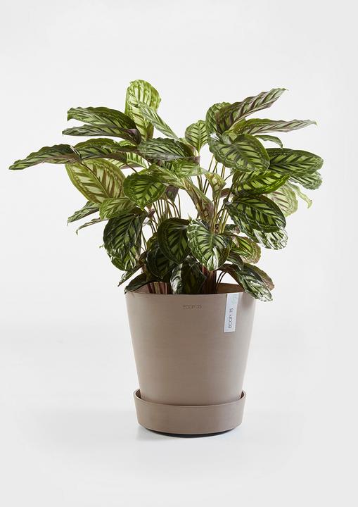 Actual product image Ecopots Saucer on Wheels