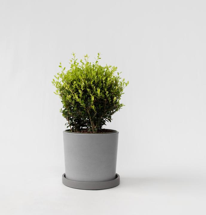 Immagine prodotto Plant in a Box Ilex crenata 'Jenny' - Agrifoglio giapponese (30 cm)