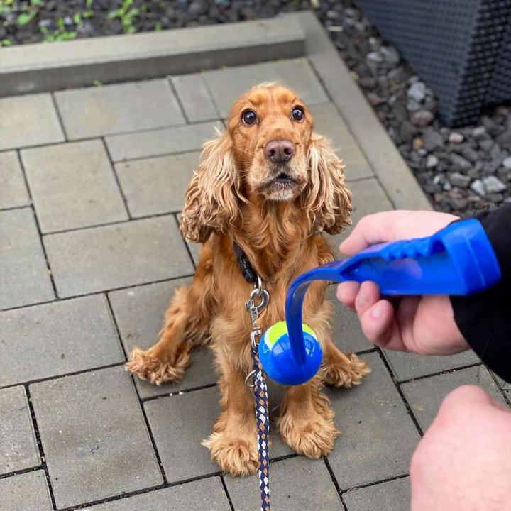 Actual product image Intirilife Dog Ball Slinger Ball Throwing Stick (Ball toy dog)