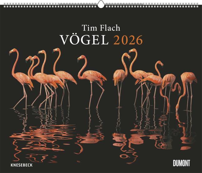 Produktbild Vögel 2026 - Posterkalender von DUMONT- Vogel-Porträts von Tim Flach - Poster-Format 50 x 70 cm (50 x 70 cm, Deutsch)