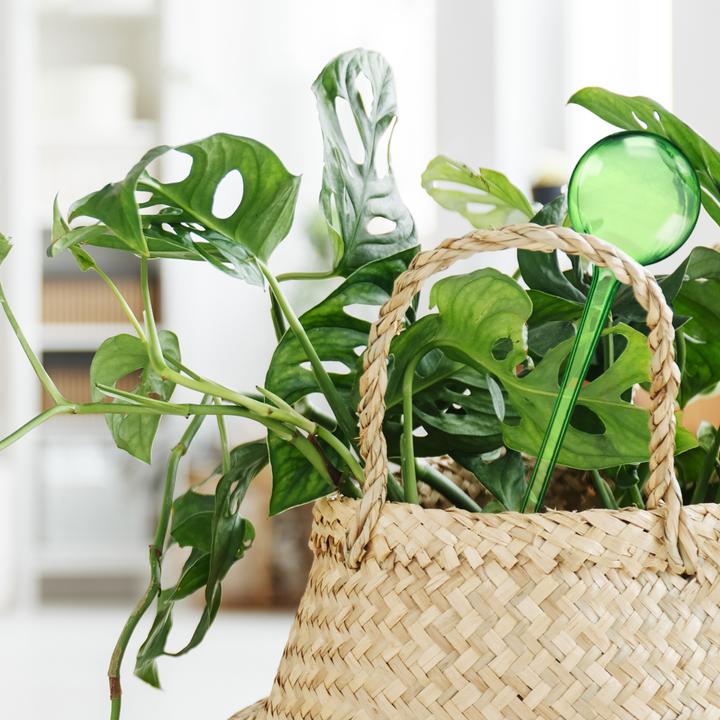 Immagine prodotto Relaxdays 5x palla per irrigazione (Palline per l'irrigazione)