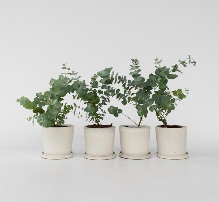 Image du produit Plant in a Box Eucalyptus Pulverulenta - Set de 4 Eucalyptus à feuilles d'argent (25 cm)