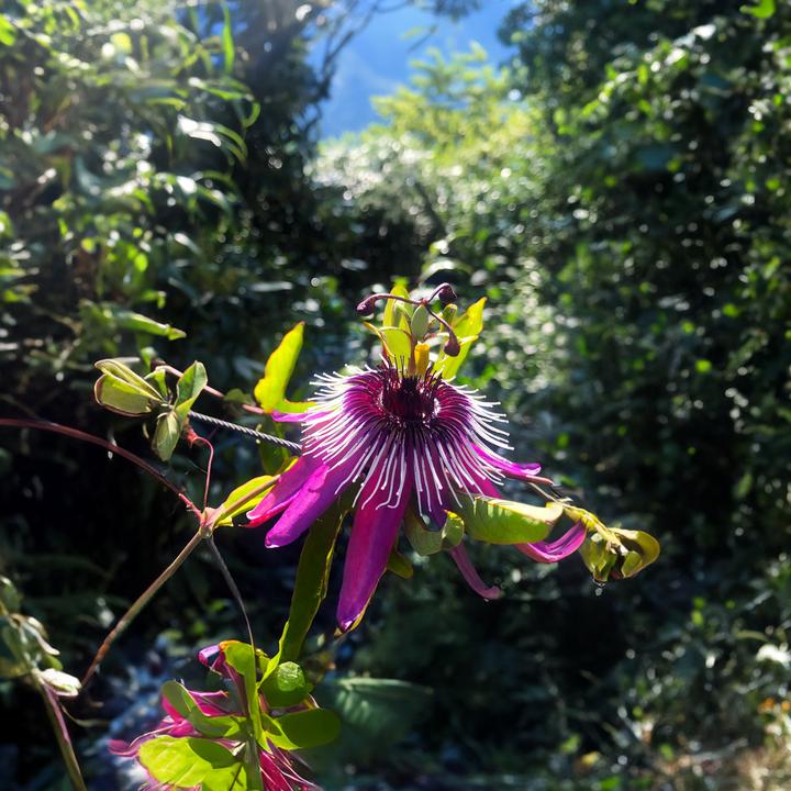 Produktbild Plant in a Box Passiflora x violacea 'Victoria' - 2er-Set Passionsblume (110 cm)