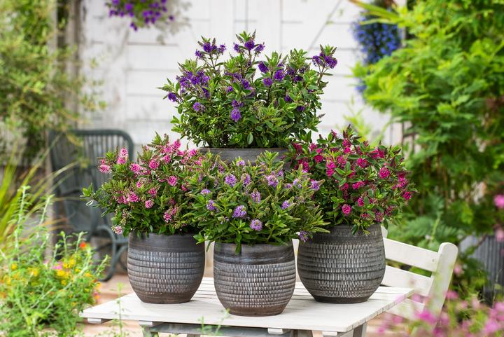Produktbild Plant in a Box Hebe All Blooms 'Siara', 'Ranaia', 'Samona' - (30 cm)