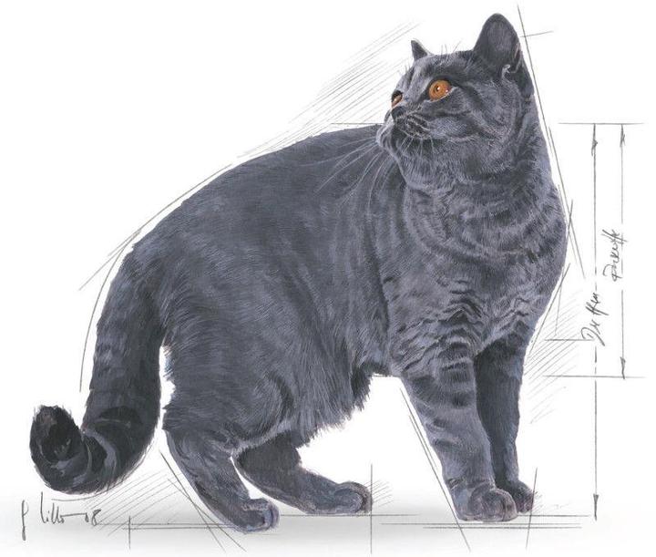 Produktbild Royal Canin British Shorthair (Adult, 1 Stk., 2000 g)