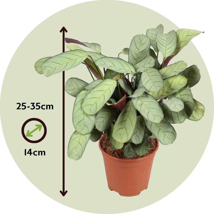 Immagine prodotto Plant in a Box Ctenanthe Burle-Marxii 'Amagris' - Korbmarante (25 cm)