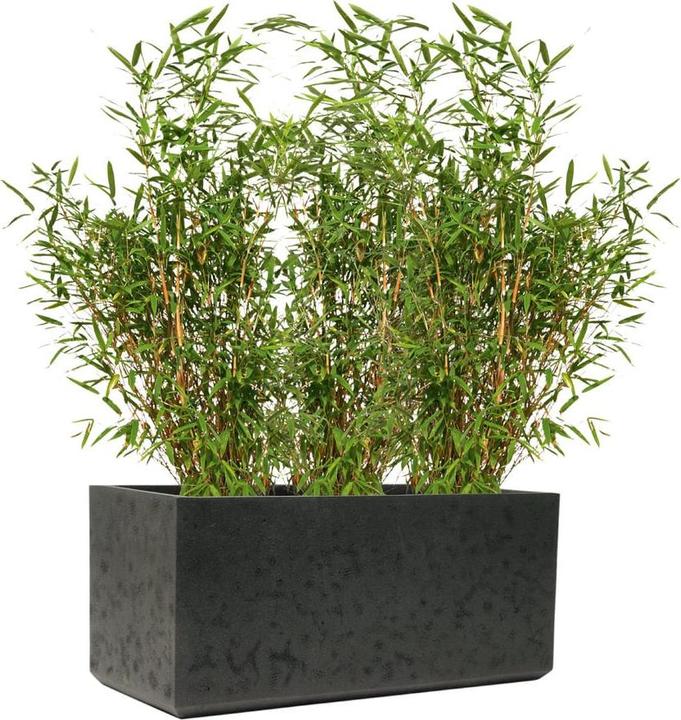 Immagine prodotto Kirschke Rockline (31 cm)