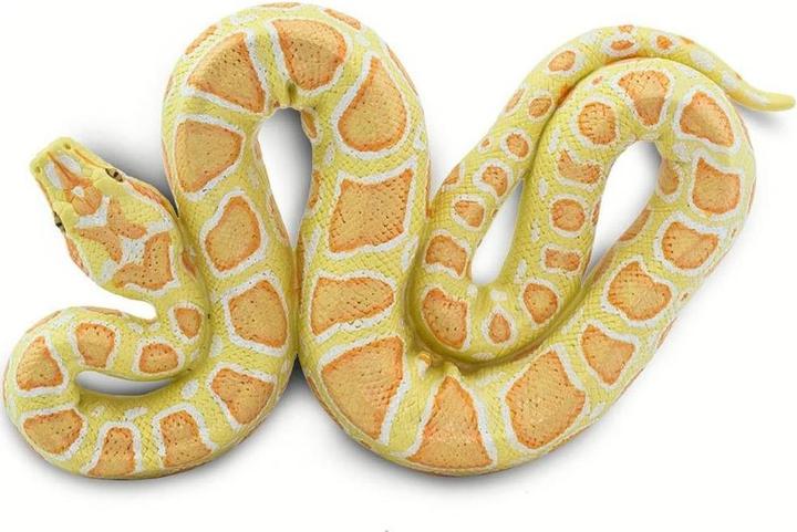 Actual product image Safari Burmese Albino Python