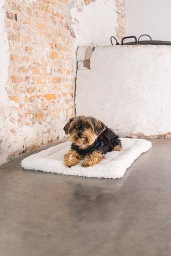 Produktbild Designed by Lotte Ligra (Hund)
