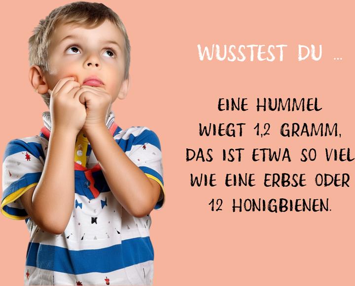 Image du produit Die dicke Hummel Doris (Allemand, Uwe Krauser, 2024)