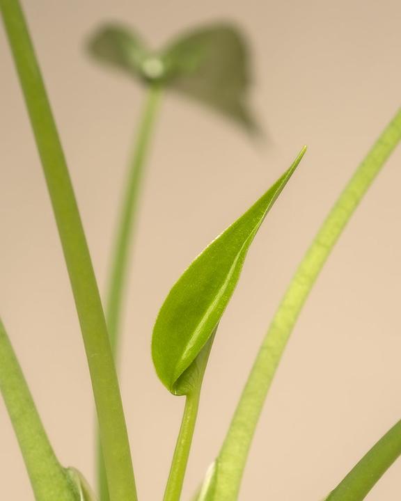 Produktbild feey Alocasia 'Tiny Dancer' (40 cm, Frisch umgetopft)