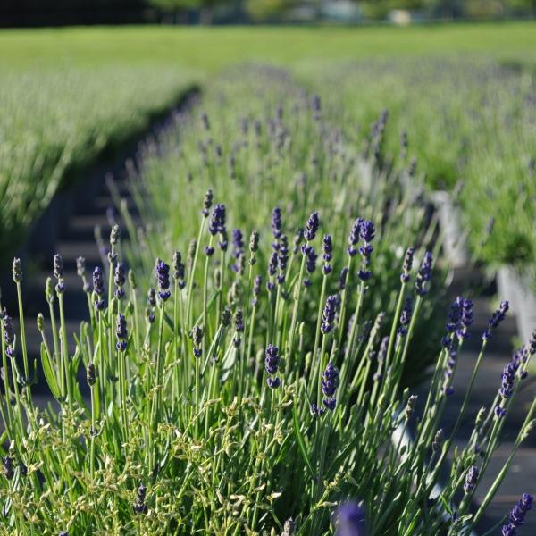 Immagine prodotto Säntispracht Set di 2, Lavanda dal profumo mediterraneo - Lavandula Blue (40 cm)