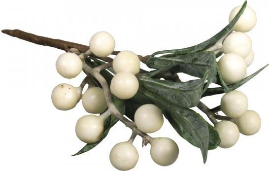 Actual product image False Mistletoe