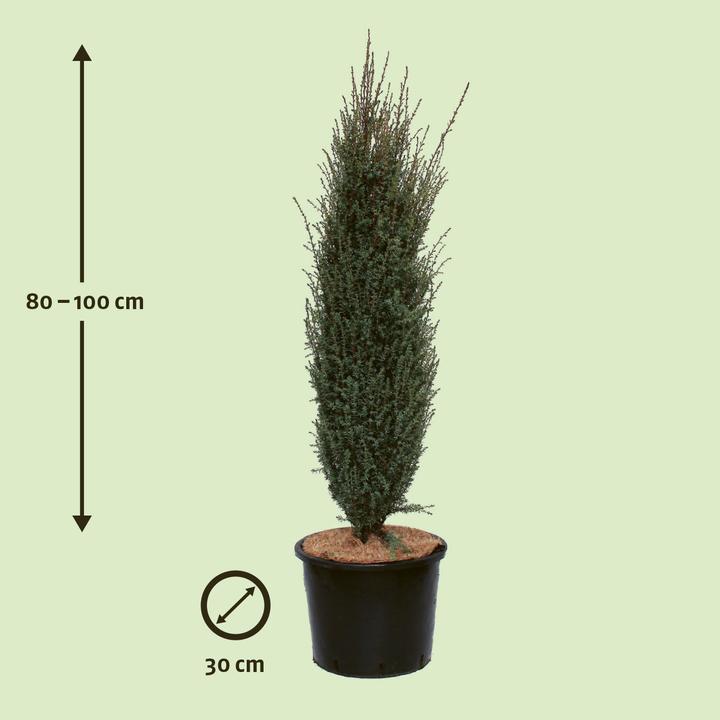 Produktbild Zulauf Säulen-Wacholder / Juniperus com. 'Sentinel' (100 cm)