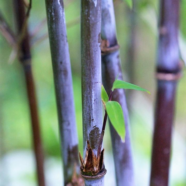 Produktbild Plant in a Box Fargesia nitida 'Gansu' (70 cm)