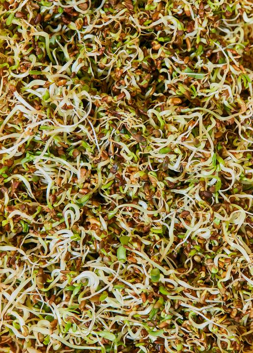 Produktbild KoRo Bio Alfalfa Keimsamen (Medicago Sativa) (1000 g)
