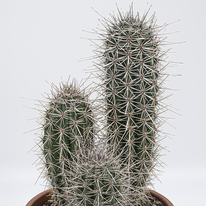 Actual product image Kakteen Gautschi Pachycereus pringlei Group (30 cm)