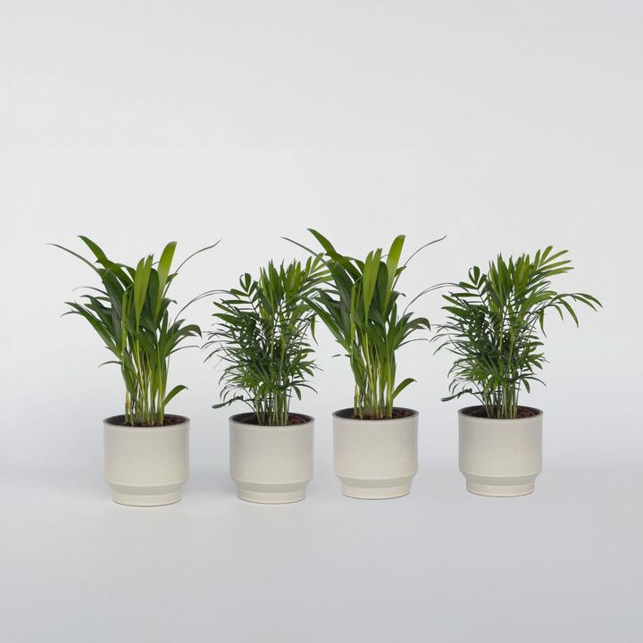 Actual product image Plant in a Box Dypsis lutescens, Chamaedorea elegans - Mix of 4 Mini Indoor Palms (25 cm)