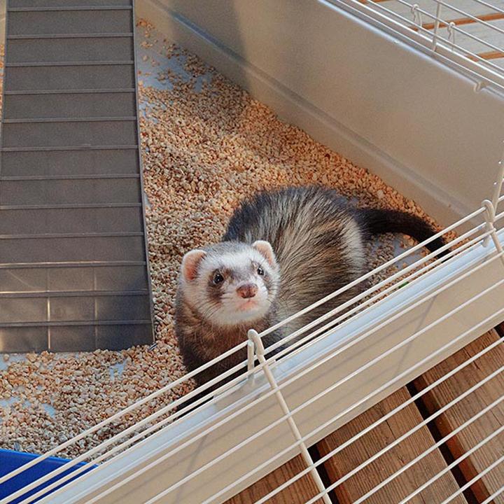 Immagine prodotto Ferplast Torre Furet