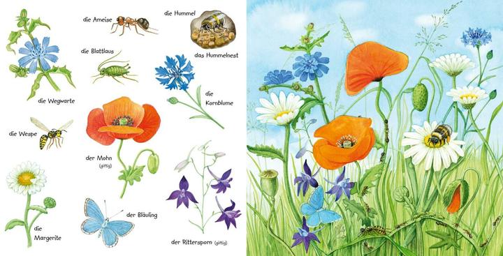 Actual product image My little colourful picture dictionary: crawling animals and flowers (German)