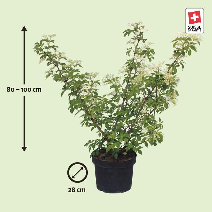 Actual product image Zulauf Schwarzer Holunder / Sambucus nigra (100 cm)