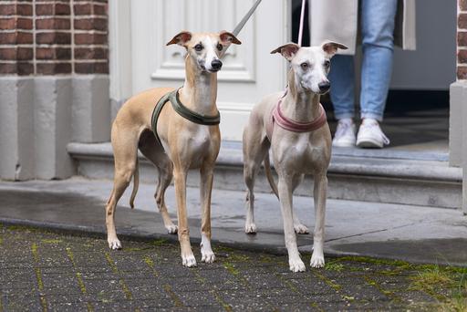 Productafbeelding Designed by Lotte Velura (XXS, XS, S, M, L, Hond, Loop)