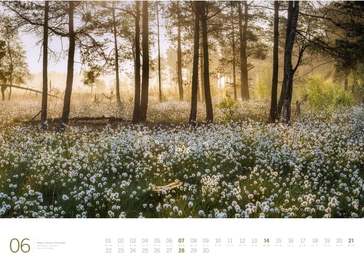 Image du produit Wald - Gallery Kalender 2026 (66 x 50 cm, Couverture rigide, Anglais, Allemand)