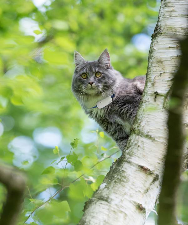 Immagine prodotto Tractive Localizzatore GPS per gatti con tracciamento dell'attività (Gatto, Passeggiare)