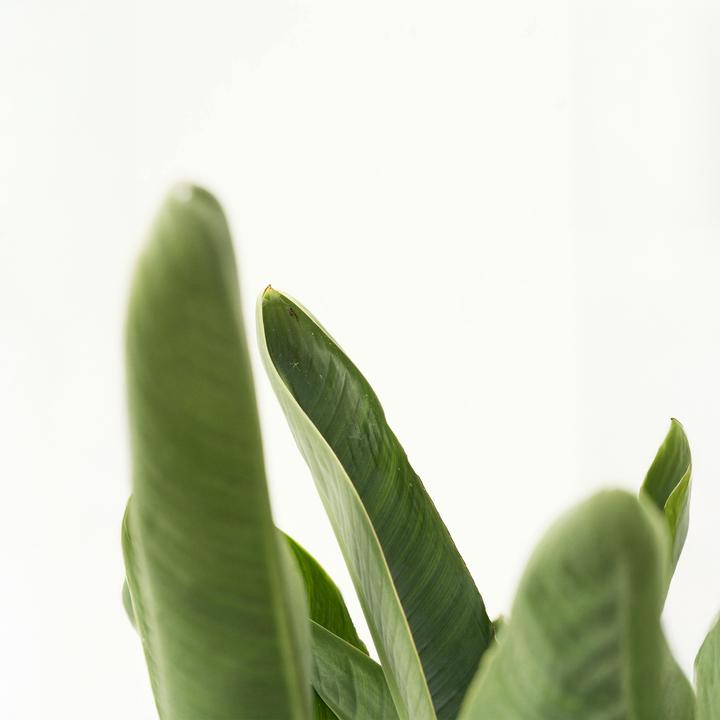 Image du produit Plant in a Box Strelitzia Nicolai - Fleur d'oiseau de paradis (55 cm)