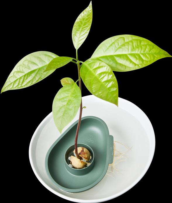 Produktbild Elho Amazing Avocado Floater