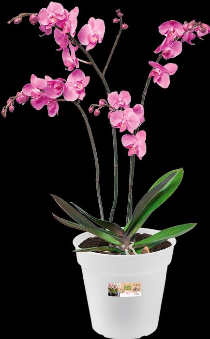 Immagine prodotto Elho Orchidea verde di base (17 cm)