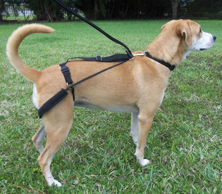 Produktbild Dr. Horgan Erziehungsgeschirr (S, Hund, Allgemein)