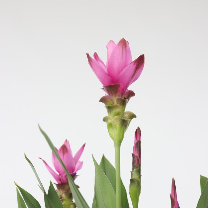 Image du produit Plant in a Box Curcuma alismatifolia Siam Supreme - Lot de 2 Curcuma (80 cm)