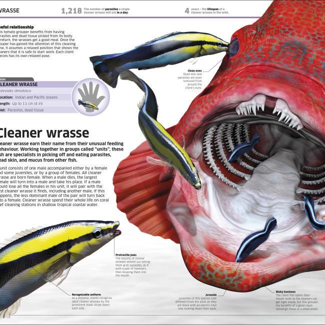 Image du produit Knowledge Encyclopedia Ocean! (Anglais, Collectif, 2020)